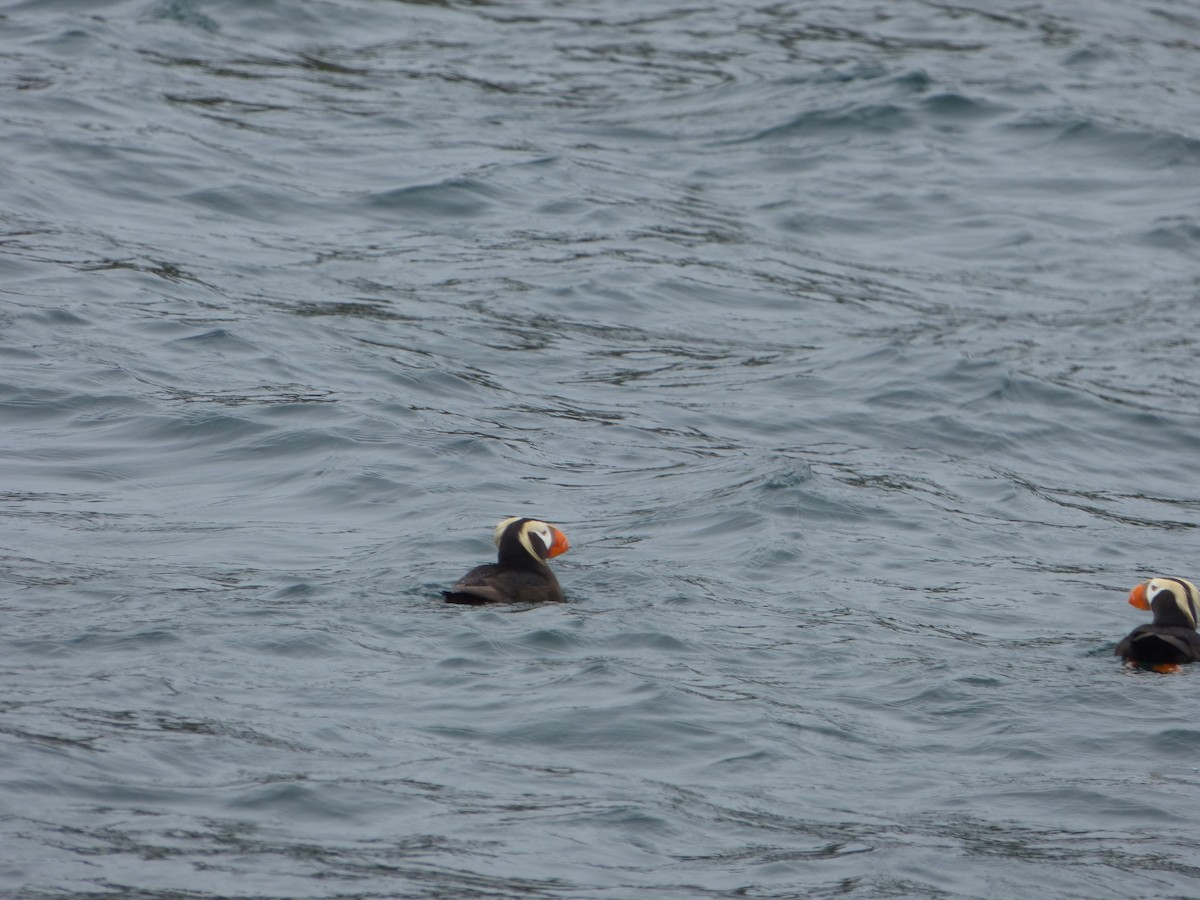 Tufted Puffin - ML184195711
