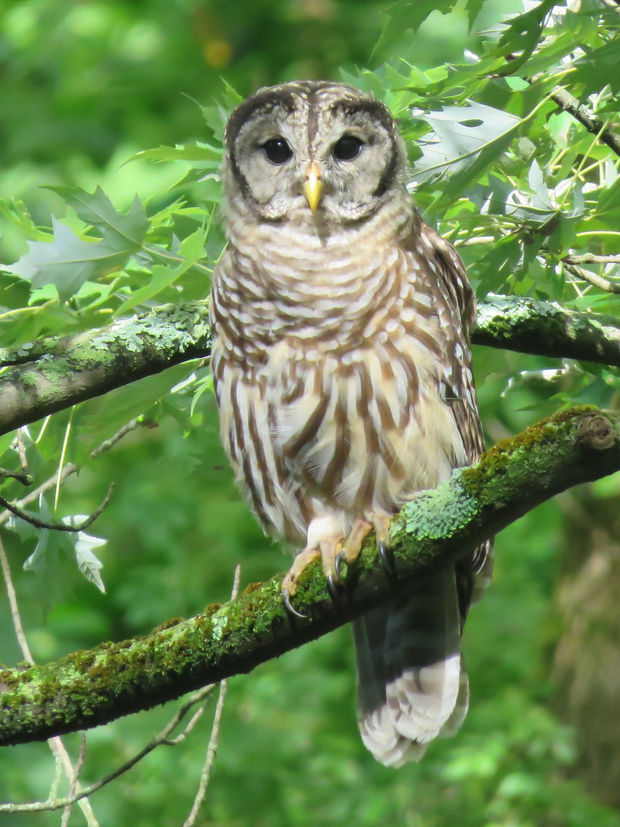 Barred Owl - ML184197471