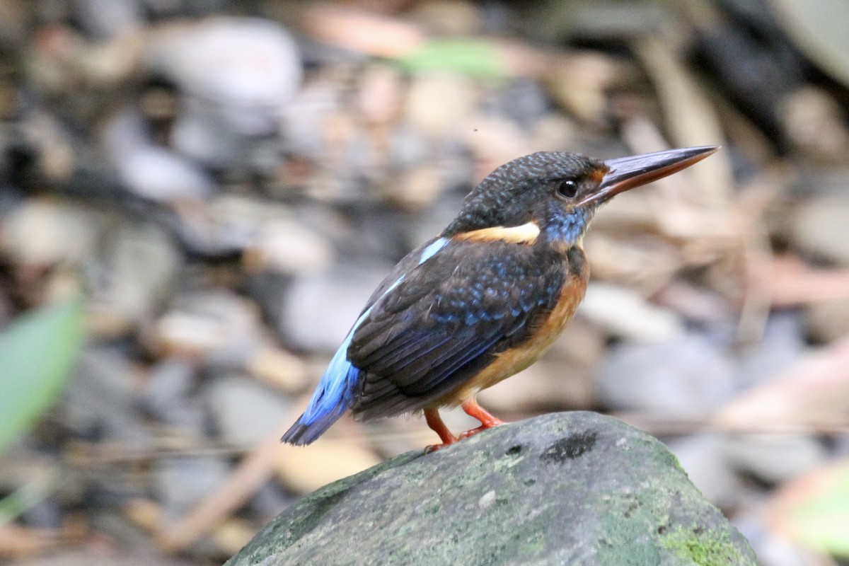Malaysian Blue-banded Kingfisher - ML184199591