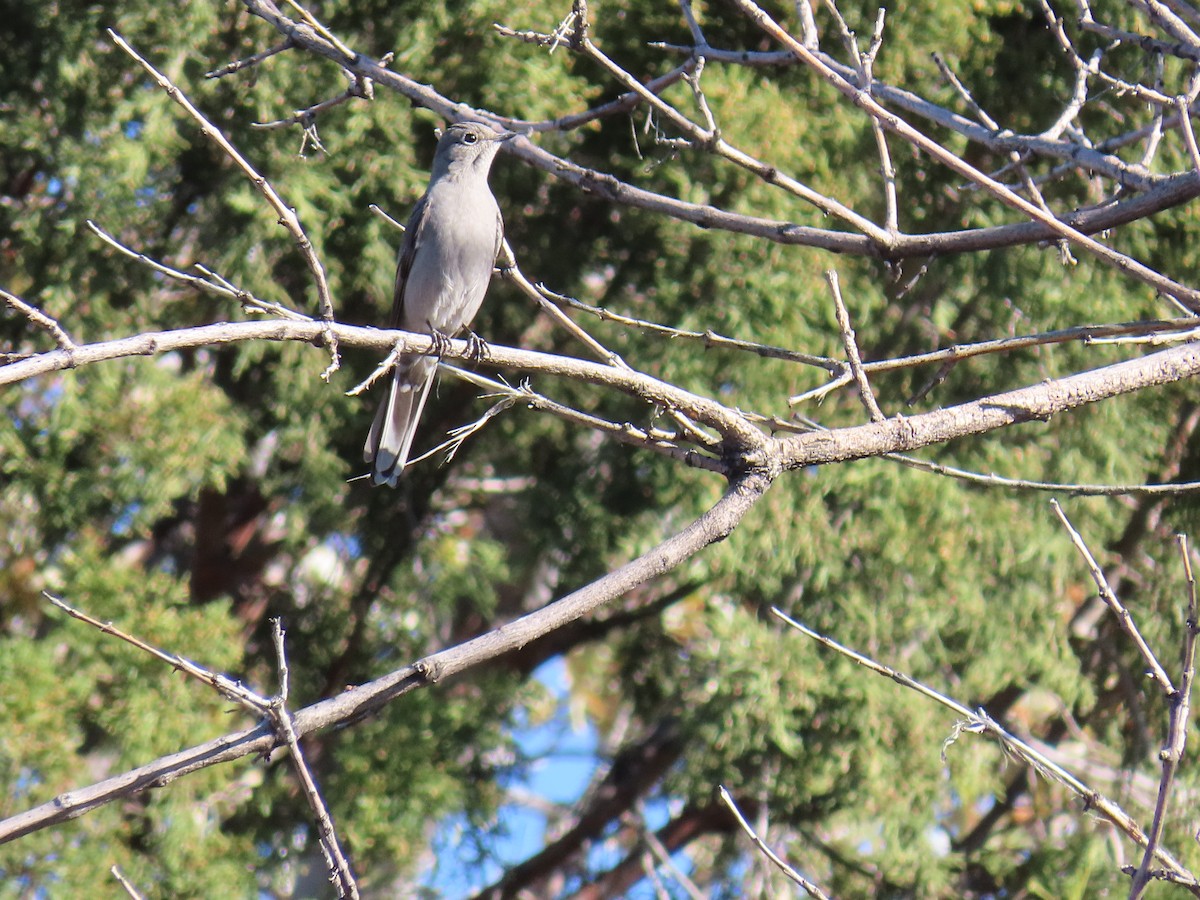 Townsend's Solitaire - Diane Roberts