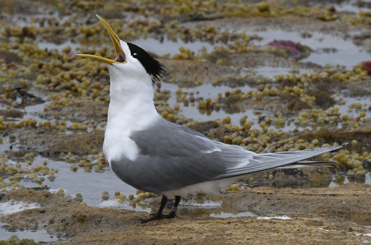 Great Crested Tern - Michael Hatton