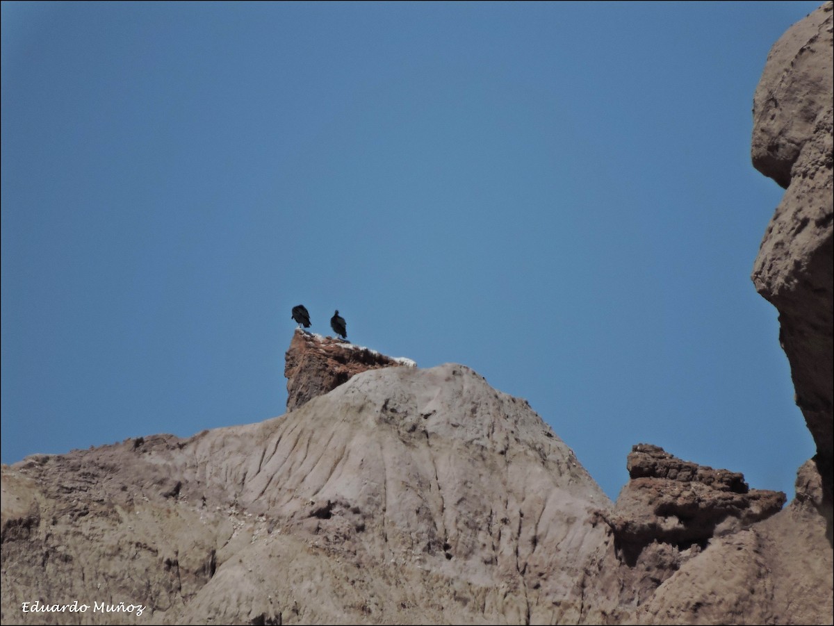 Black Vulture - Hermann Eduardo Muñoz