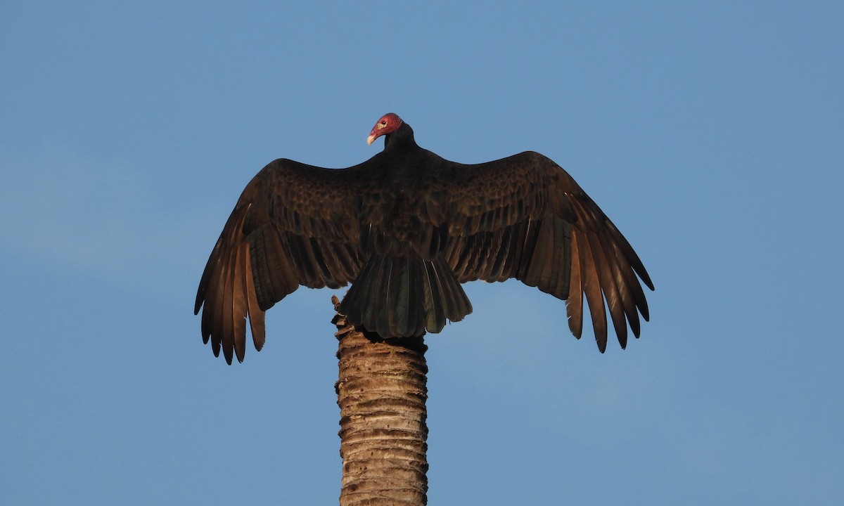 Turkey Vulture - grete pasch