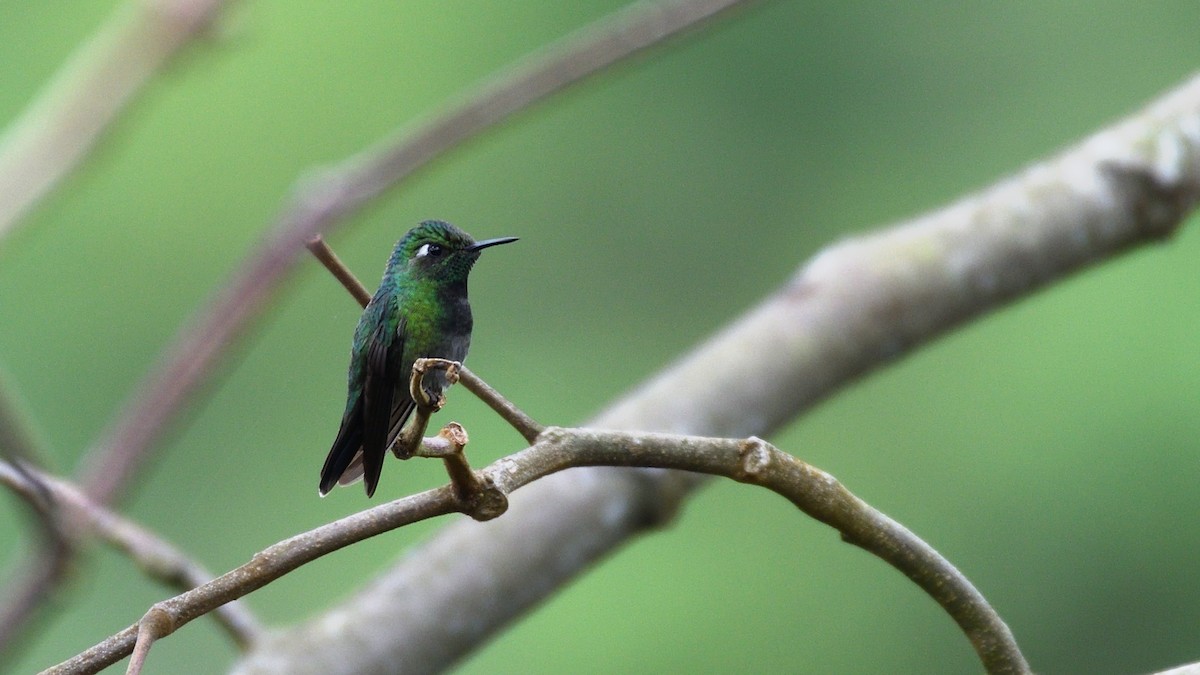 Emerald-chinned Hummingbird - ML184222461