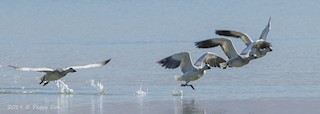 Snow Goose, ML184224371