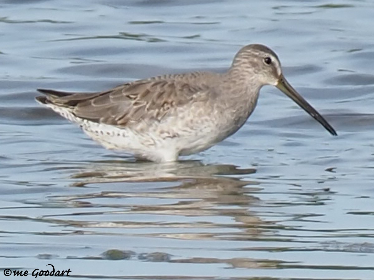 Long-billed Dowitcher - ML184225851