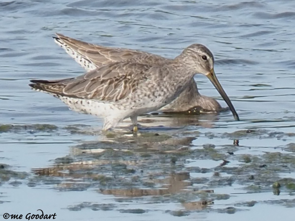 Long-billed Dowitcher - ML184225861