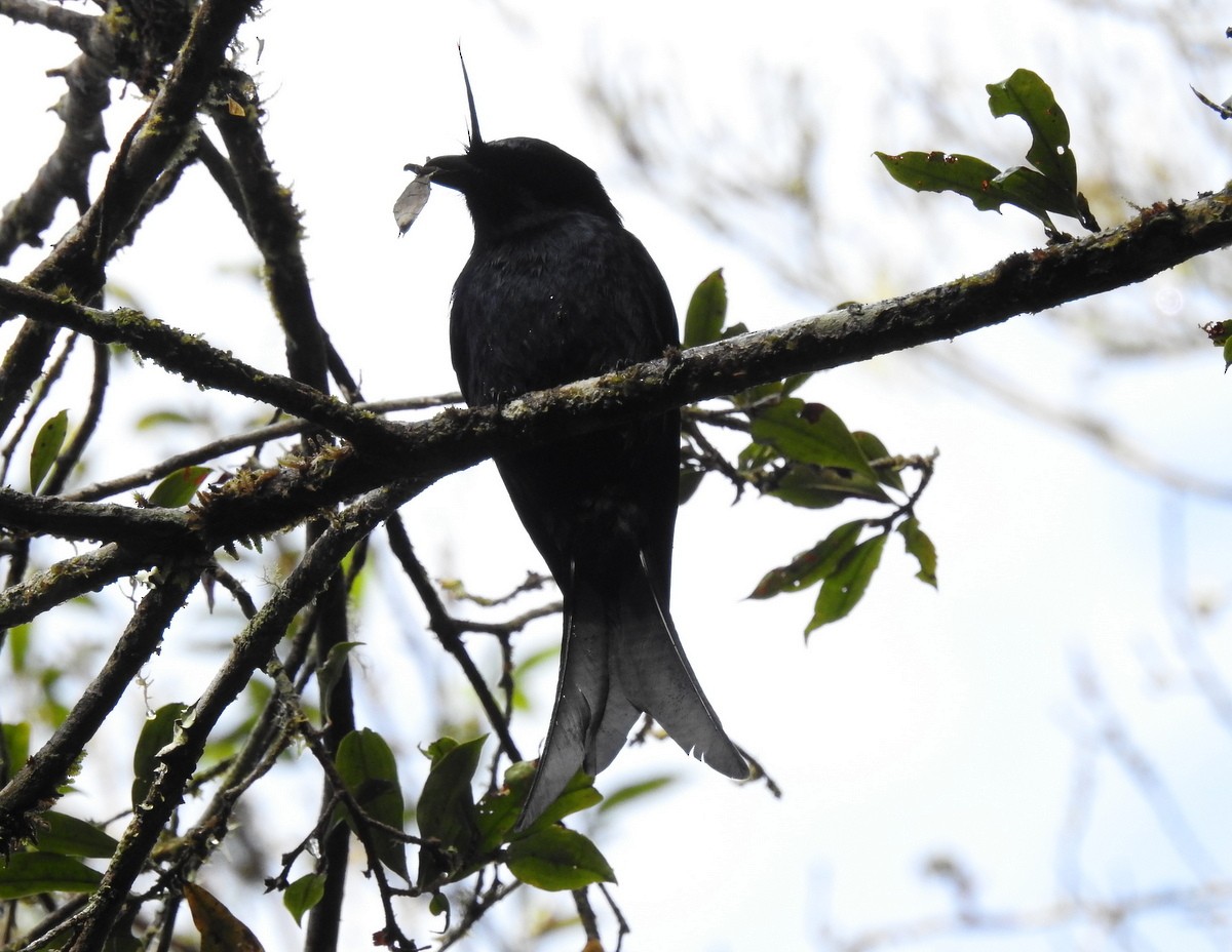 Crested Drongo (Madagascar) - Andy Frank