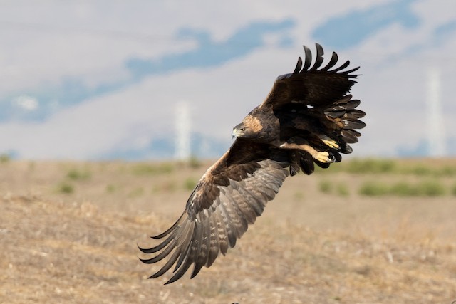Golden Eagle - eBird