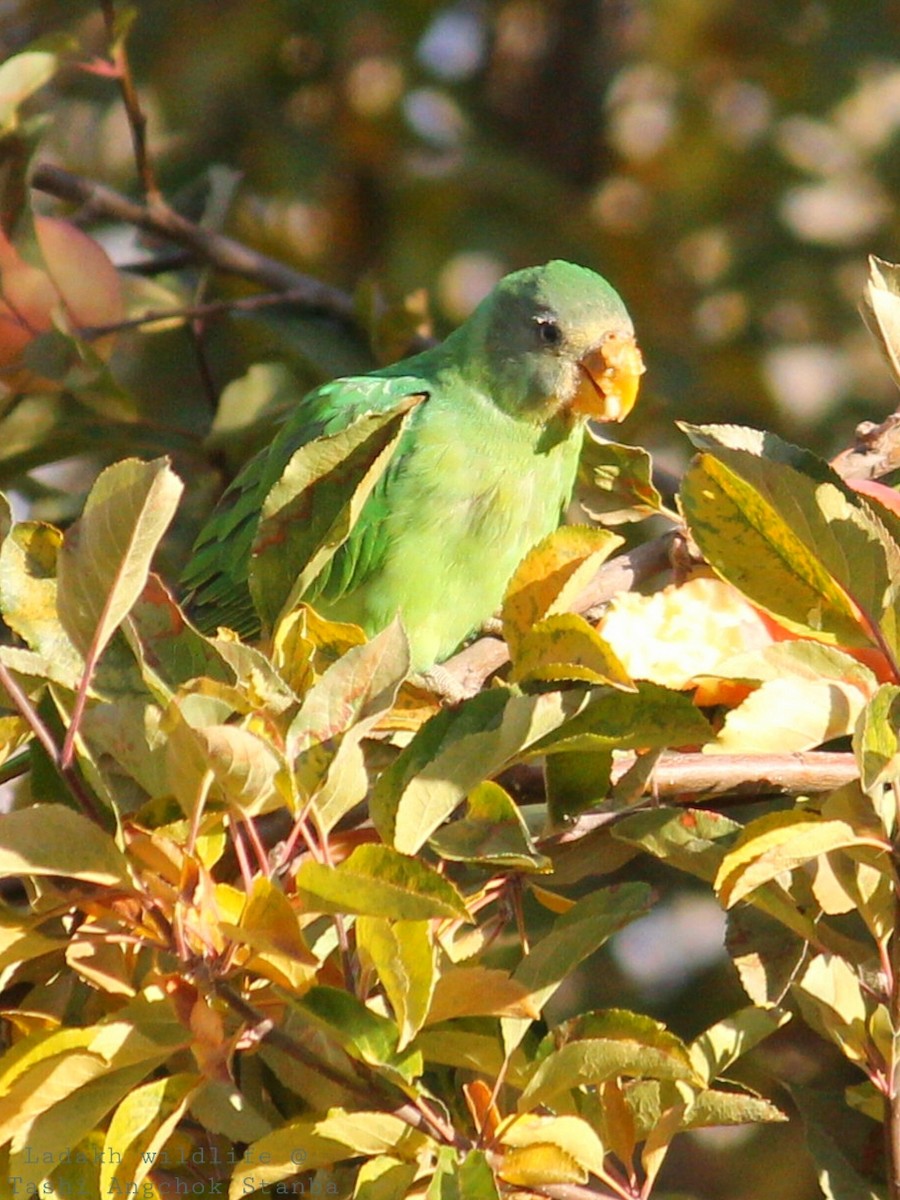 Plum-headed Parakeet - Gurmet Stanba