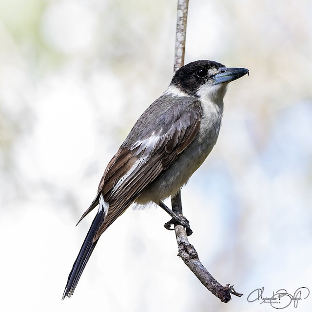 Gray Butcherbird Ebird