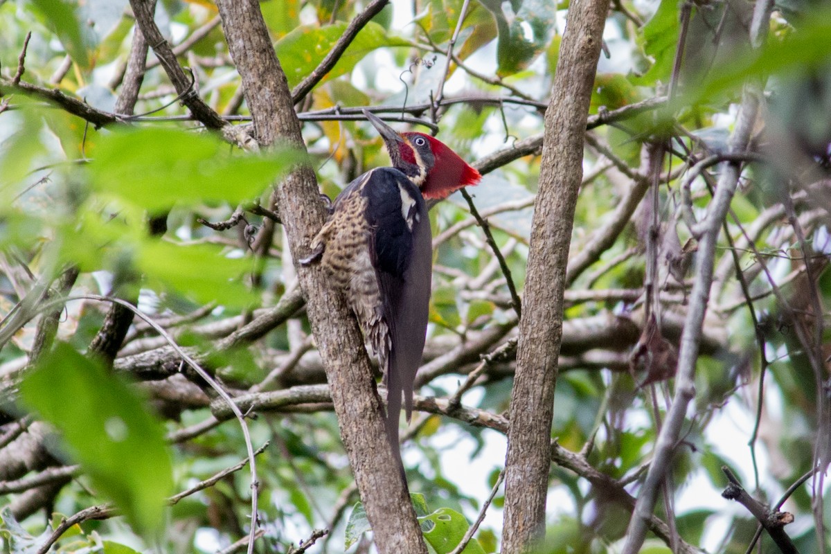 Lineated Woodpecker - David Garrigues