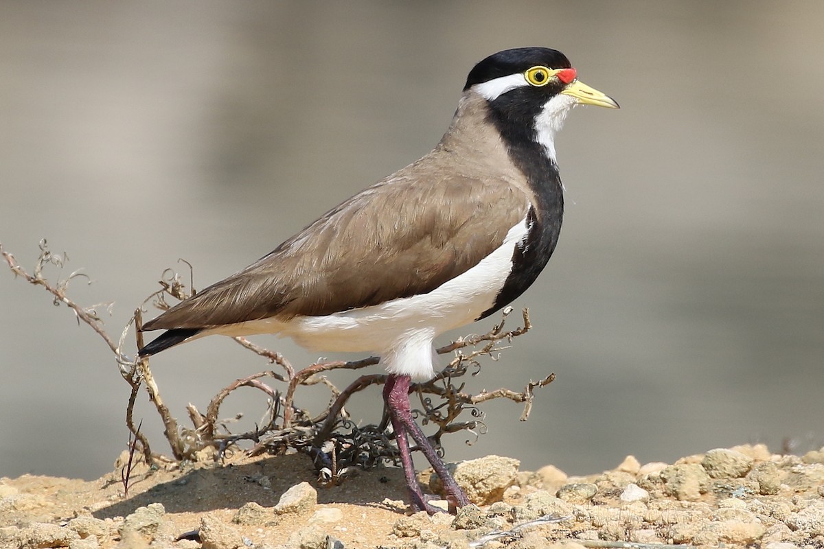 Banded Lapwing - ML184240051