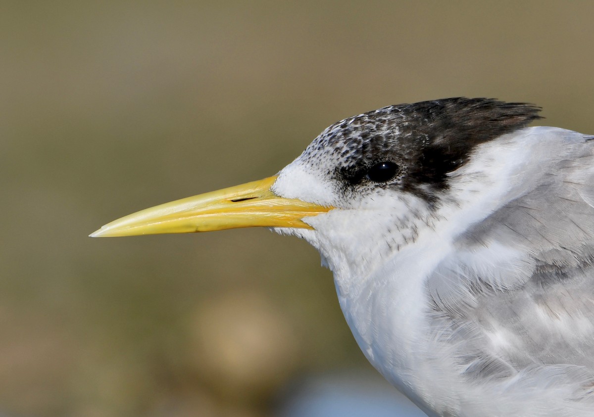 Great Crested Tern - ML184240801