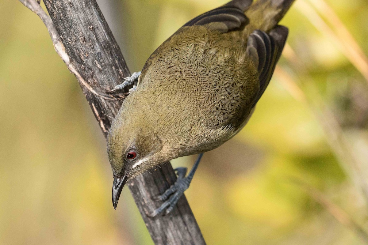 New Zealand Bellbird - Eric VanderWerf