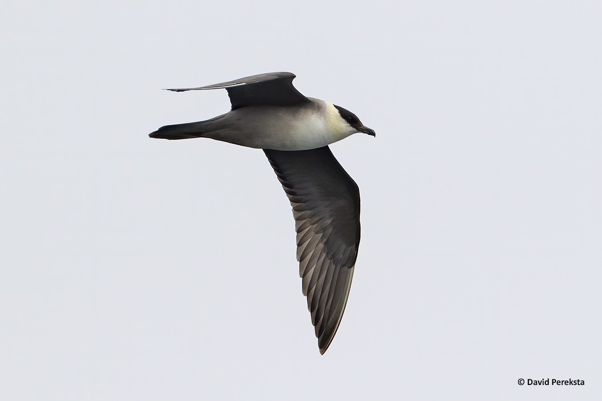 Long-tailed Jaeger - ML184246181