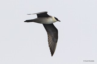 Long-tailed Jaeger, ML184246181
