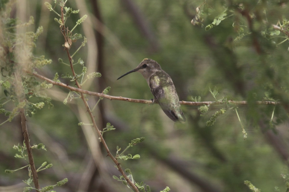 Black-chinned Hummingbird - Juan martinez