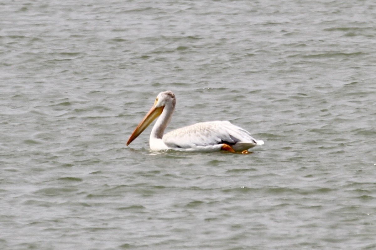 pelikán severoamerický - ML184253361