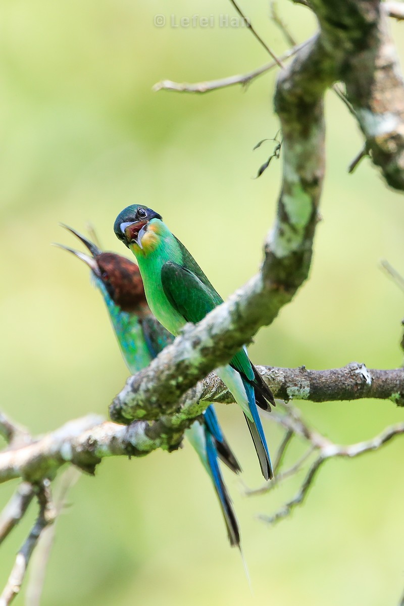 Blue-throated Bee-eater - Lefei Han