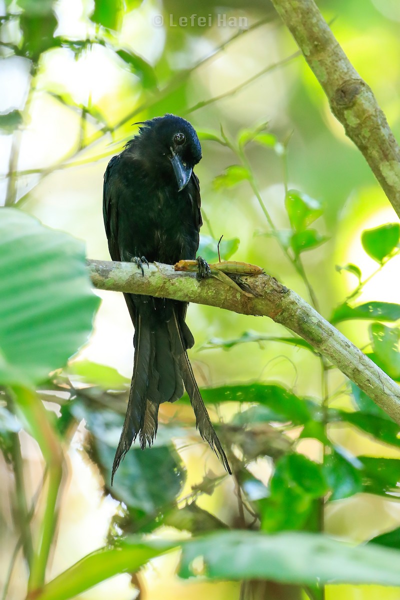 Greater Racket-tailed Drongo - ML184253731