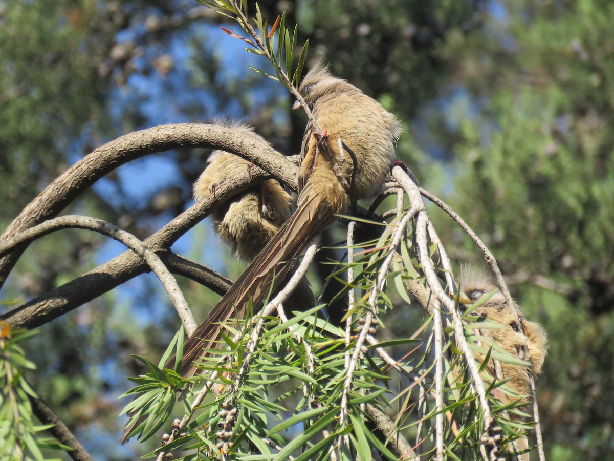 Speckled Mousebird - ML184262011
