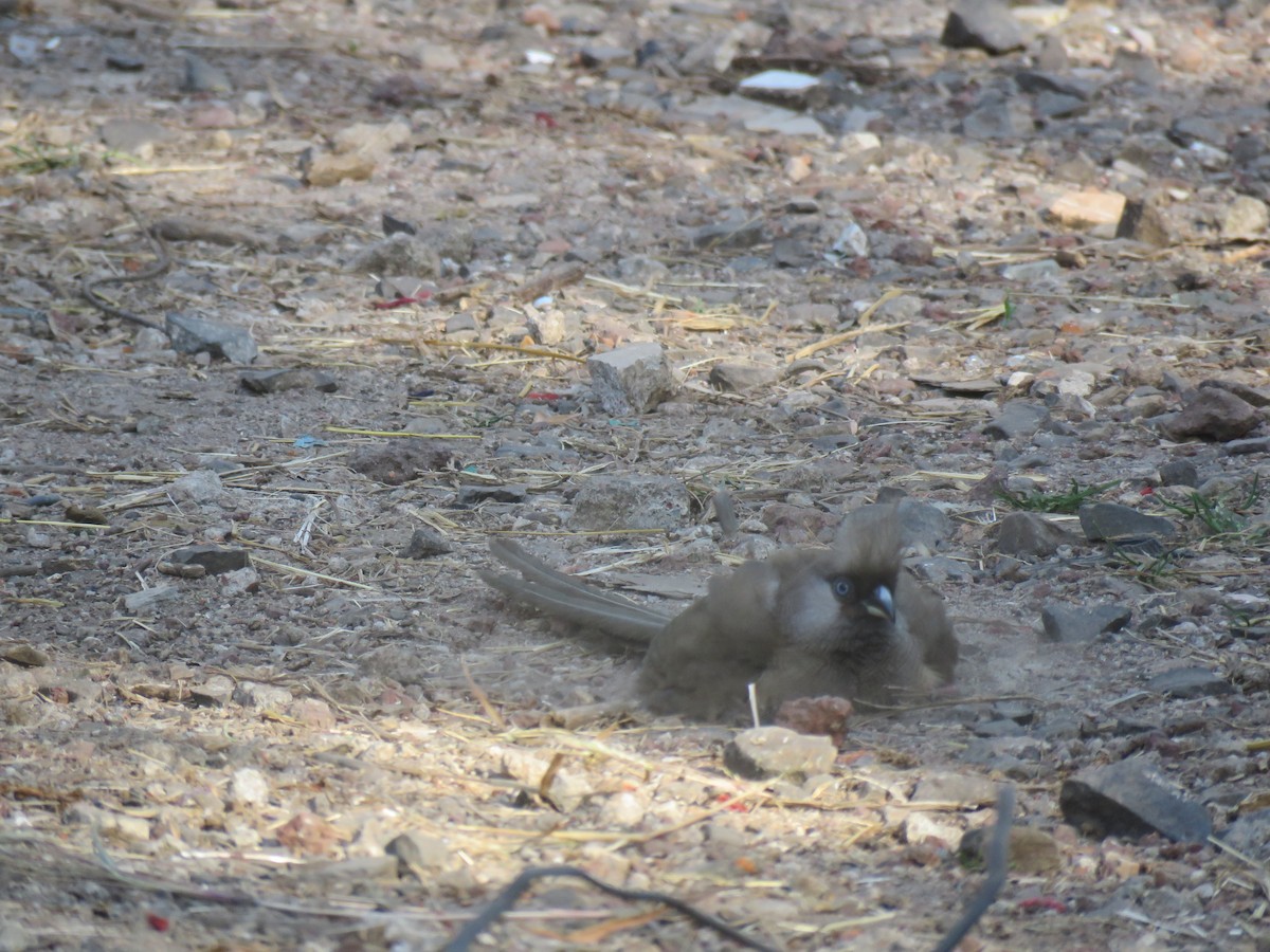 Speckled Mousebird - ML184262391