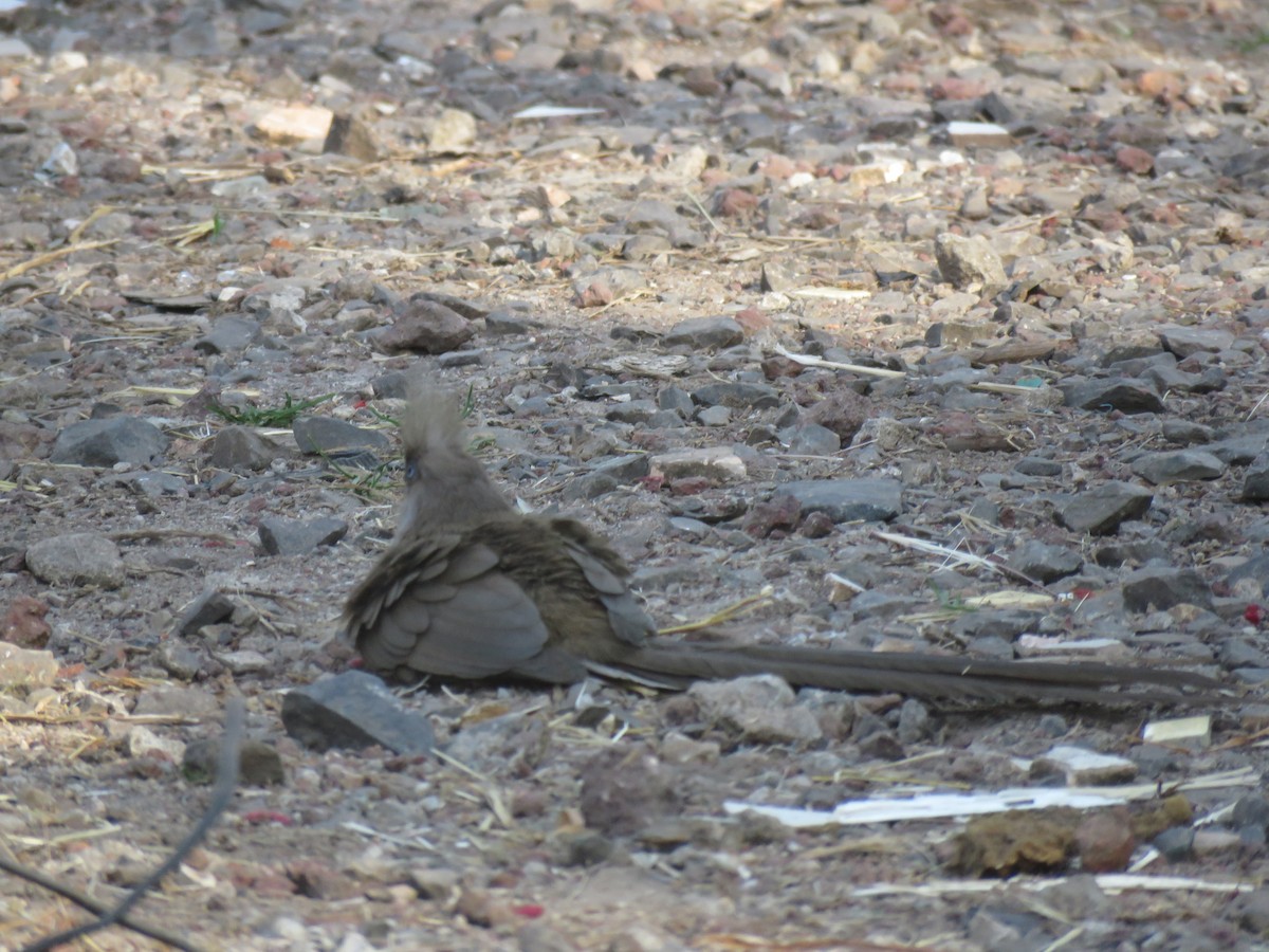 Speckled Mousebird - ML184262401