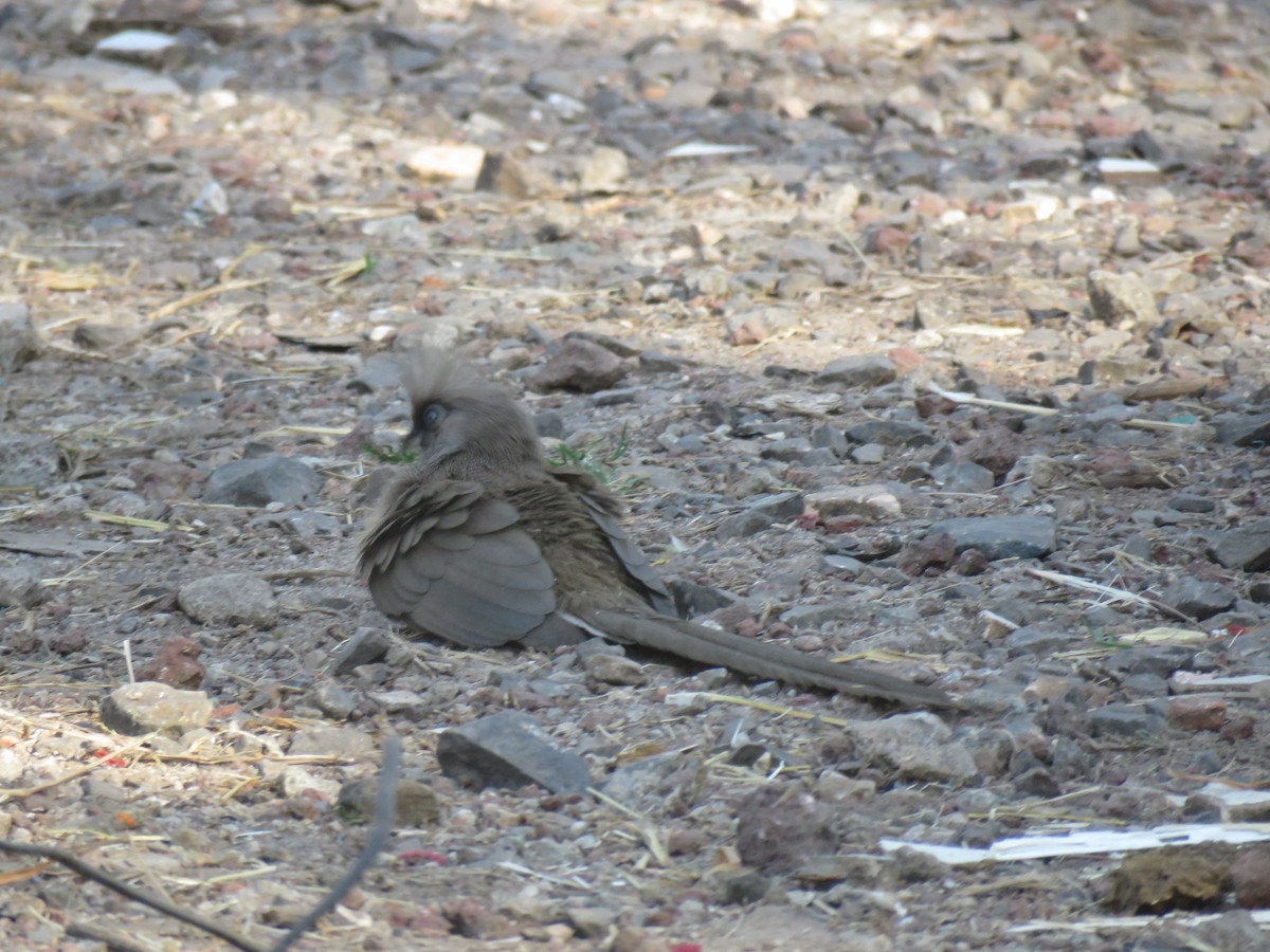 Speckled Mousebird - ML184262421