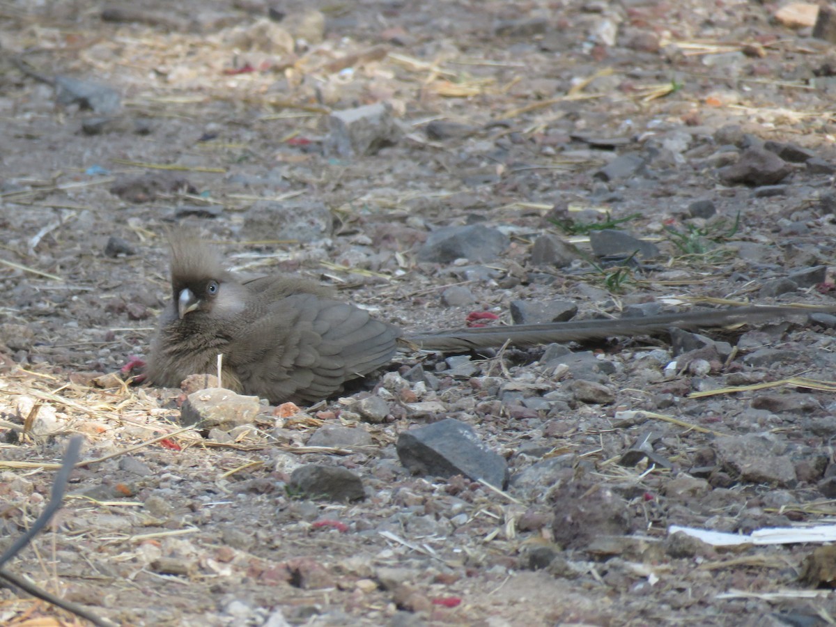 Speckled Mousebird - ML184262481