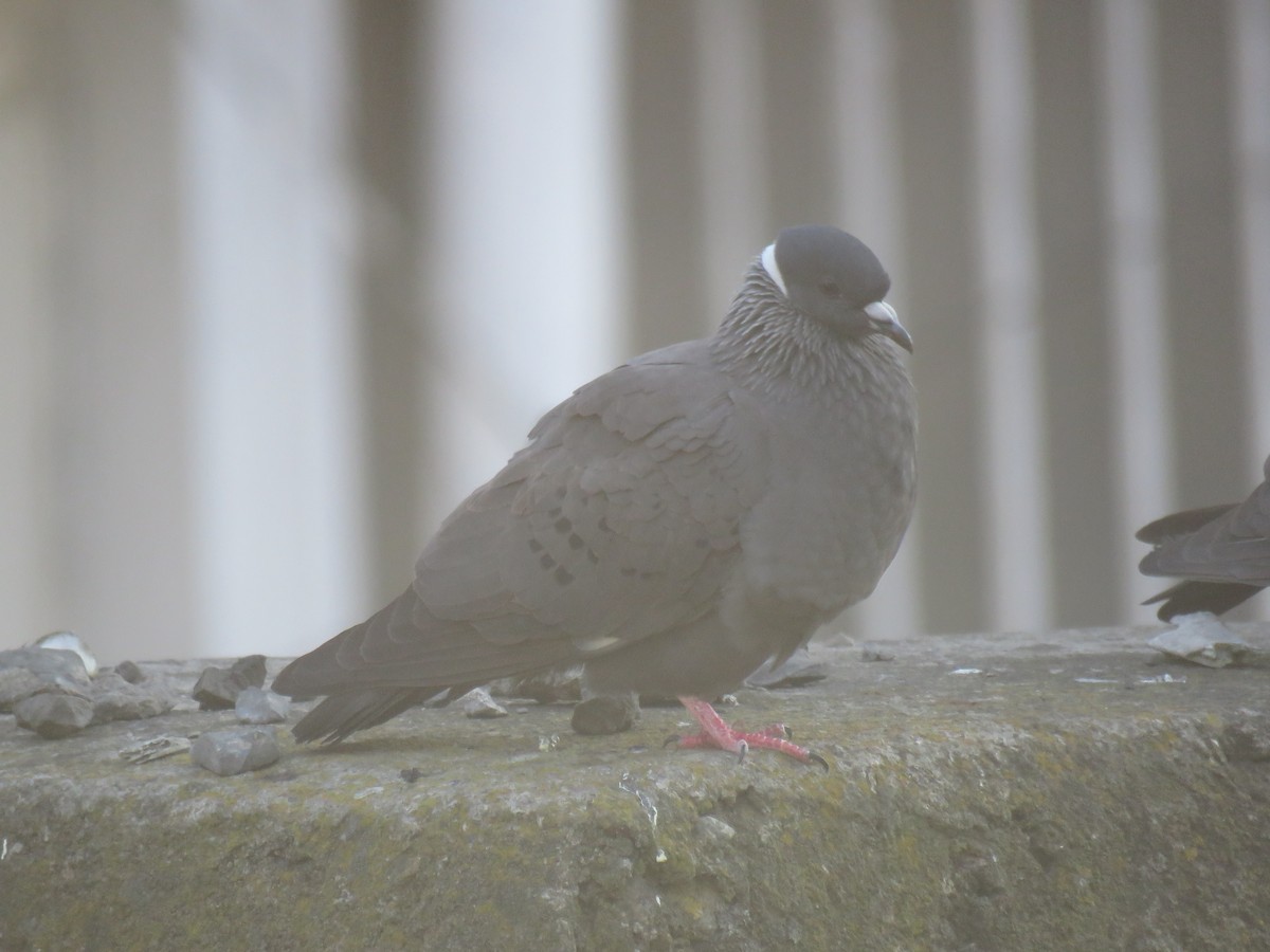 White-collared Pigeon - ML184263171