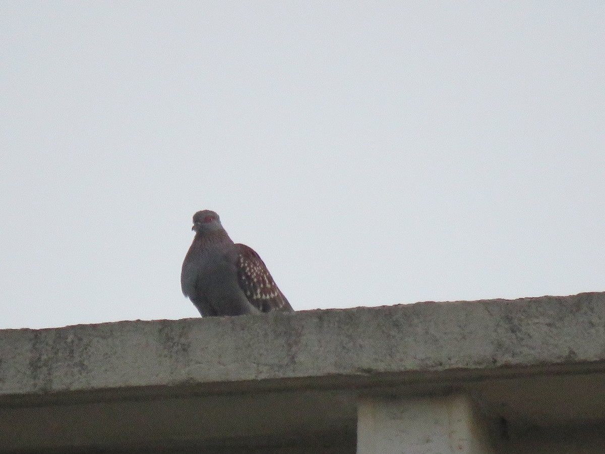Speckled Pigeon - ML184263451