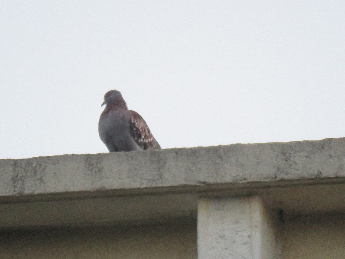 Speckled Pigeon - ML184263461