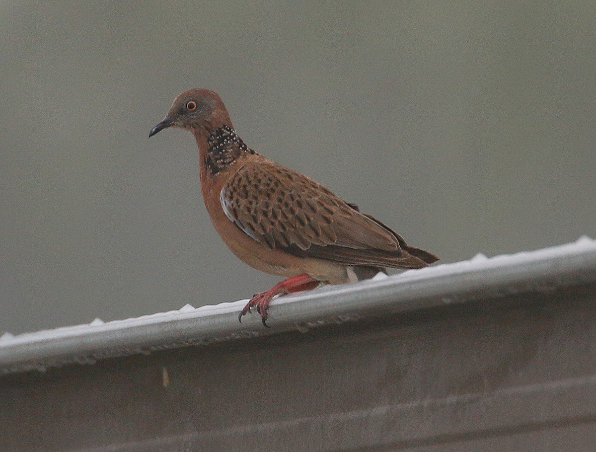Spotted Dove - ML184263501