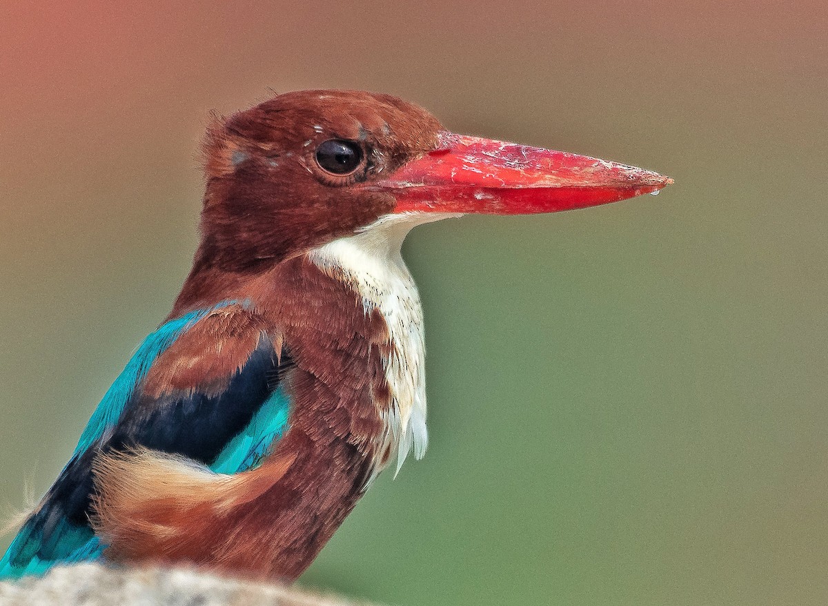 White-throated Kingfisher - Srinivas Mallela