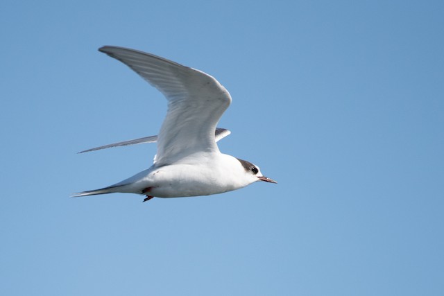 Arctic Tern