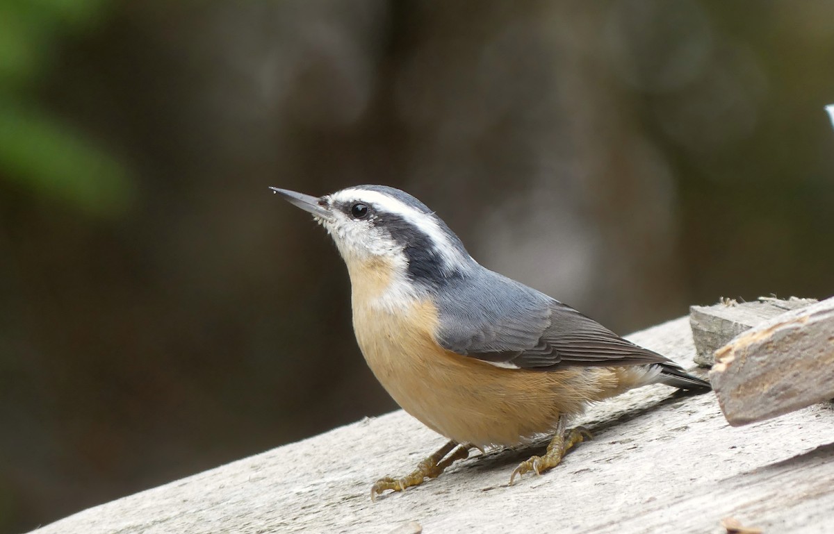 Red-breasted Nuthatch - ML184269321