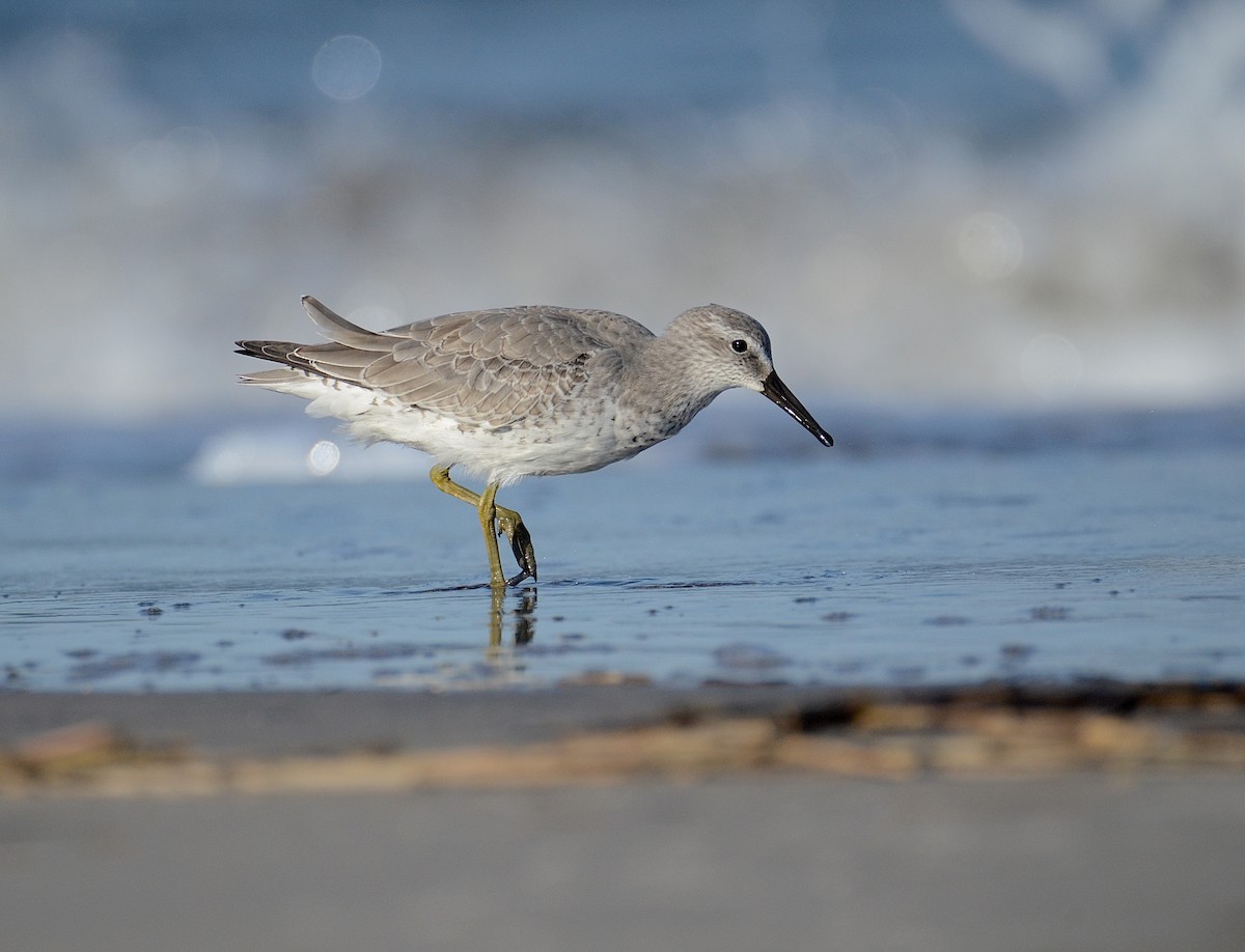 Red Knot - ML184272141