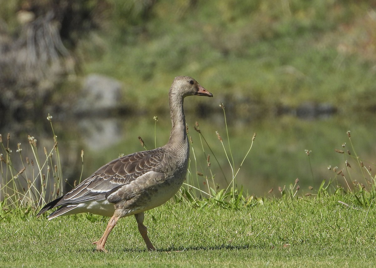 Greater White-fronted Goose - ML184273241