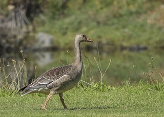 Greater White-fronted Goose, ML184273241