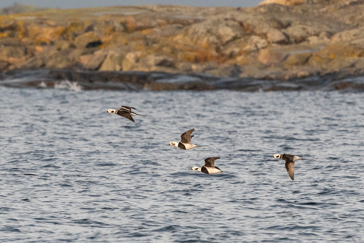 Long-tailed Duck - ML184273701