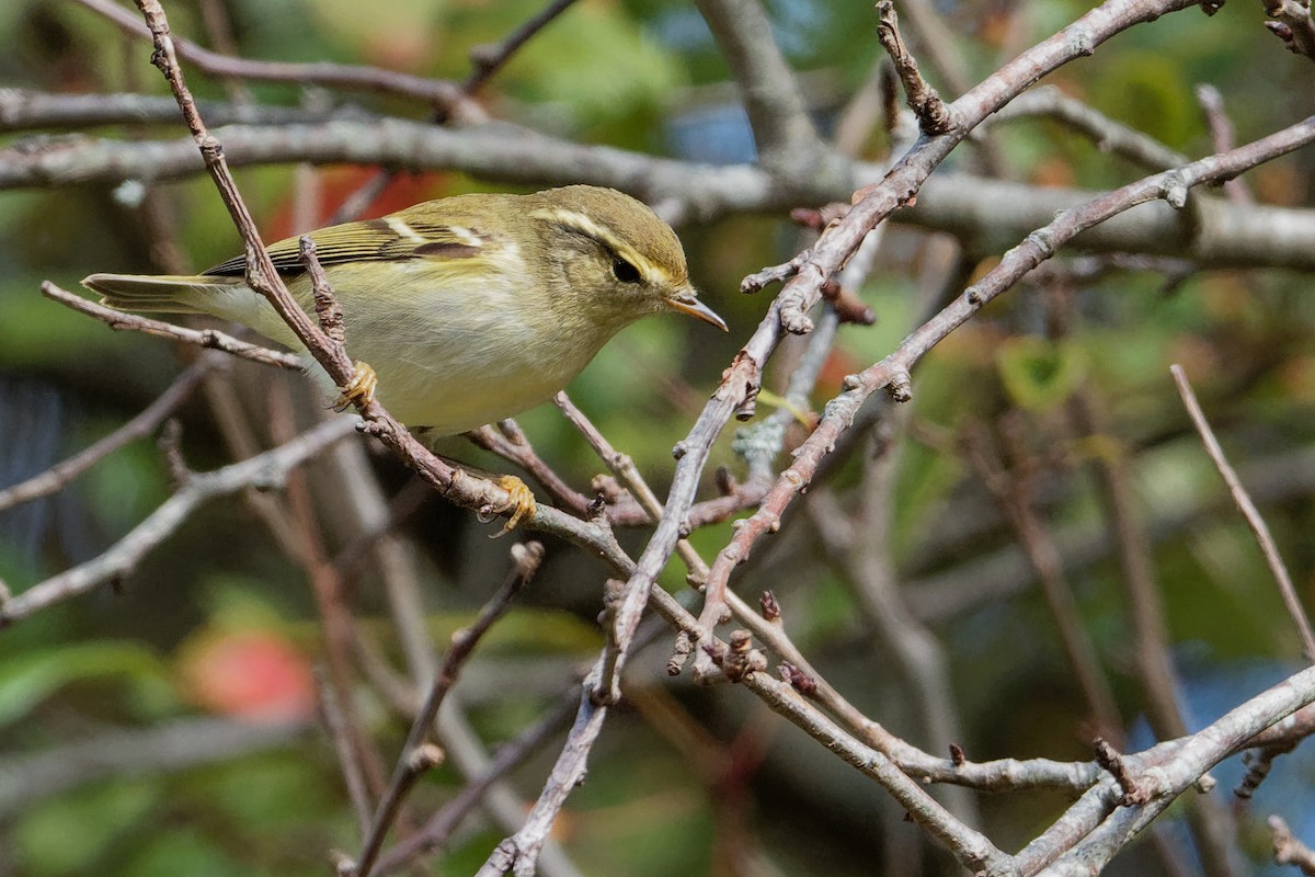 Yellow-browed Warbler - ML184274681