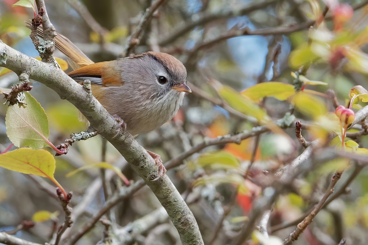 Spectacled Fulvetta - Vincent Wang