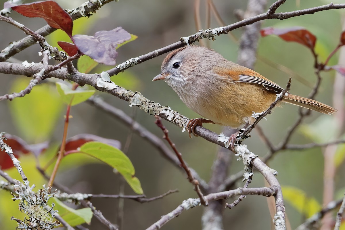 Spectacled Fulvetta - Vincent Wang