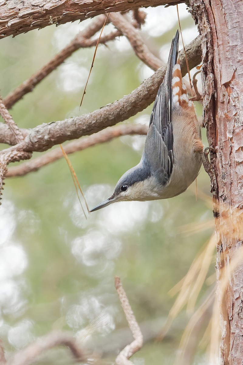 Giant Nuthatch - Vincent Wang