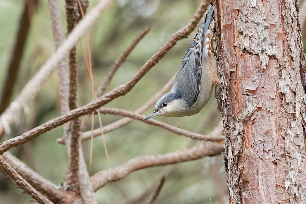Giant Nuthatch - Vincent Wang