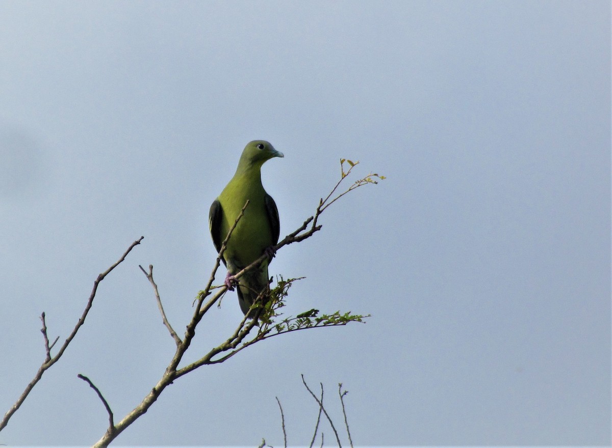 Gray-fronted Green-Pigeon - ML184299181