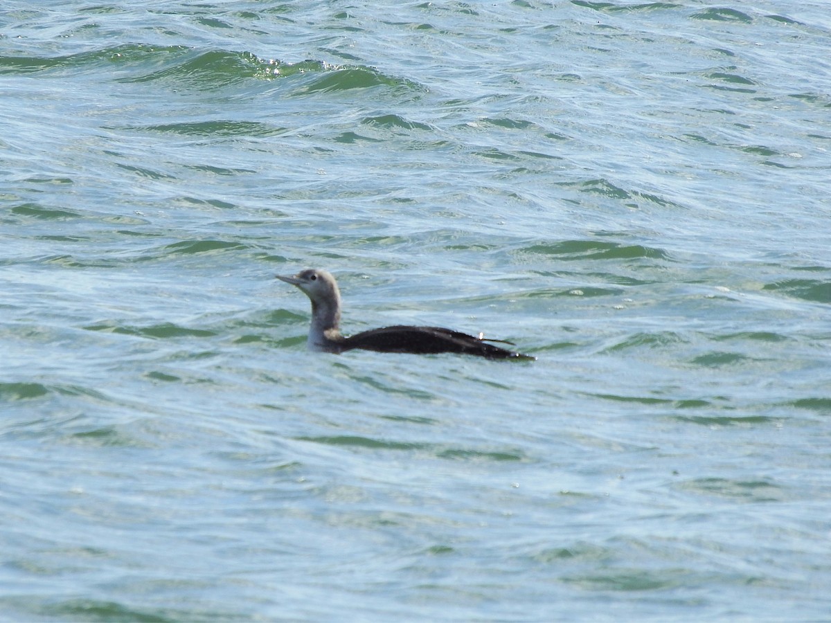 Red-throated Loon - ML184299671