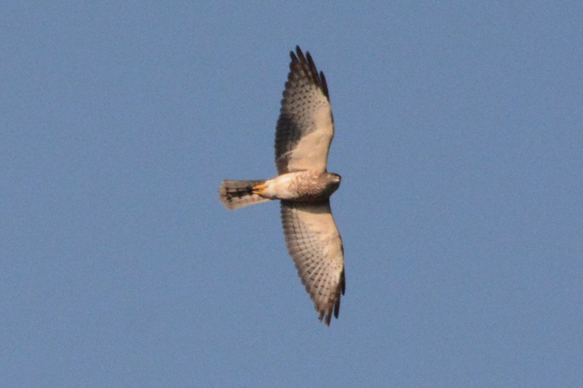 Chinese Sparrowhawk - ML184302151