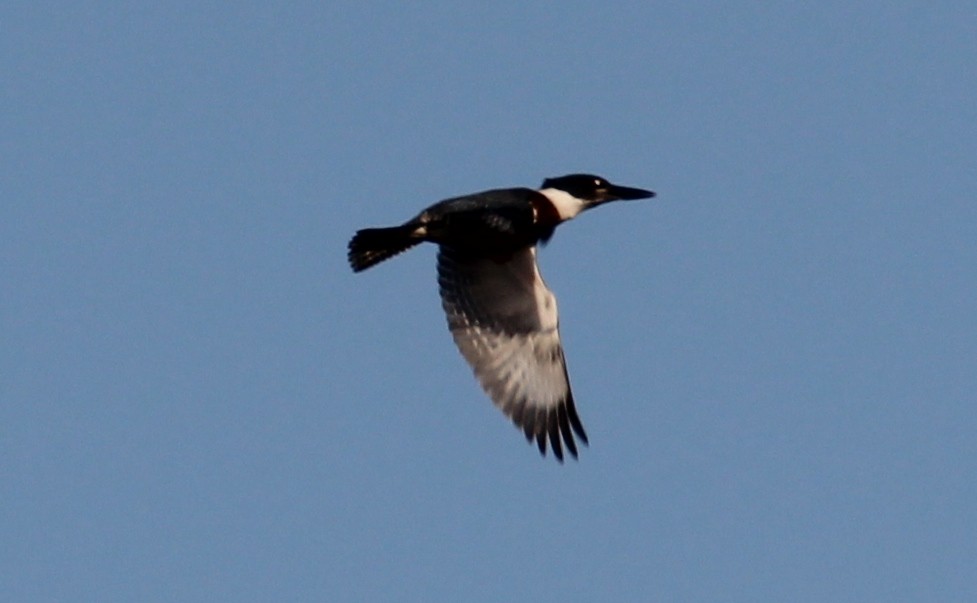 Belted Kingfisher - ML184303101